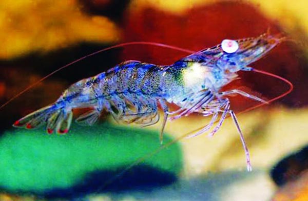 Kiểm tra vi khuẩn Vibrio bằng đĩa thạch